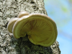 Pleurotus calyptratus