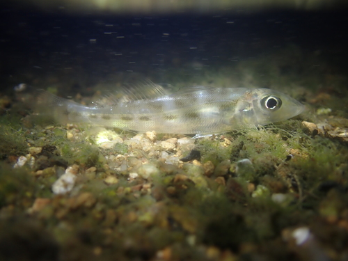 Oriental sillago (Sillago aeolus) — Sillaginidae — 4