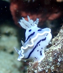 Chromodoris willani