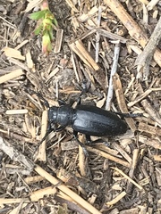 Dorcadion fuliginator