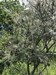 Yponomeuta cagnagella