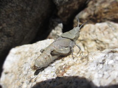 Dracotettix monstrosus