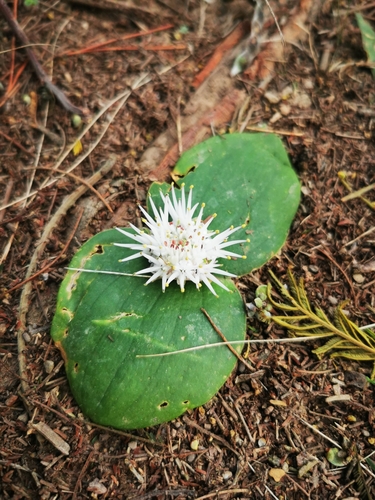 Image of Massonia setulosa by (c) Barbara le Roux, some rights reserved (CC BY-SA)