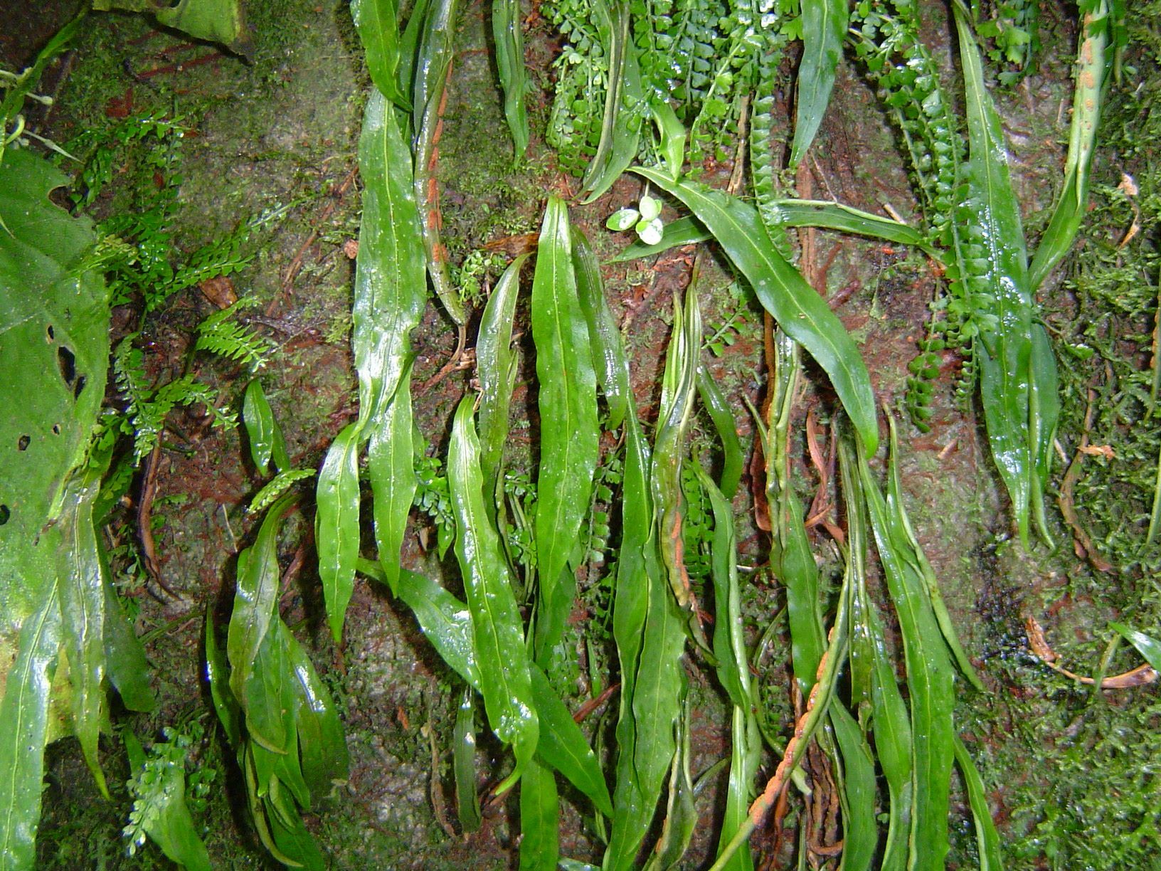 Imagem de Samambaia-preta