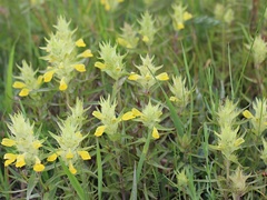 Melampyrum barbatum