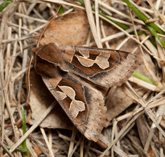 Perigrapha circumducta