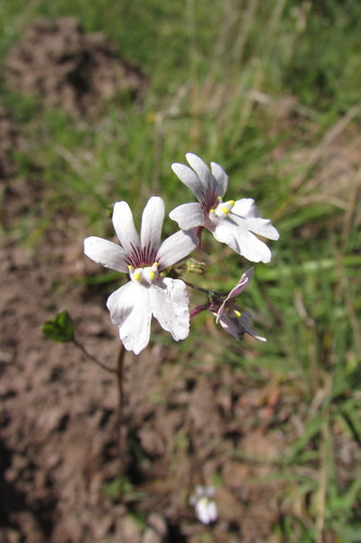 Nemesia fourcadei