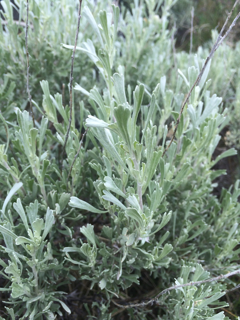 Common Sagebrush (Plants of Highline Lake State Park) · iNaturalist