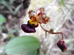 Trichocentrum lindenii