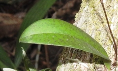 Trichocentrum lindenii