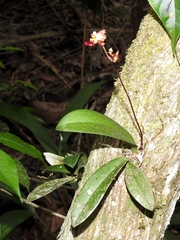 Trichocentrum lindenii