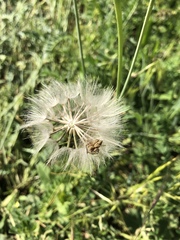 Oxyopes heterophthalmus