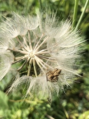 Oxyopes heterophthalmus