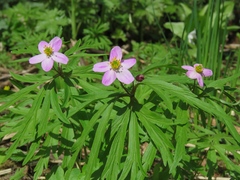 Anemonoides caerulea