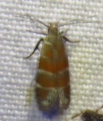 Battaristis vittella