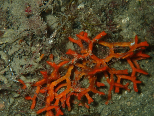 Smittina cervicornis