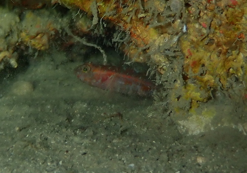 Vanneaugobius dollfusi