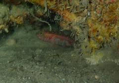 Vanneaugobius dollfusi