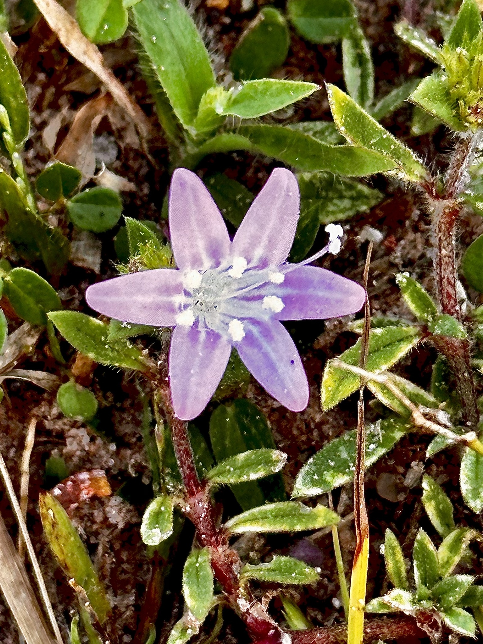 Richardia grandiflora