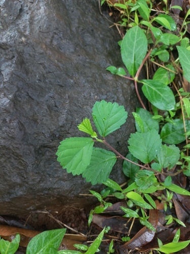 Sida alnifolia observed 2024-06-26