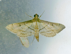 Marasmia trapezalis