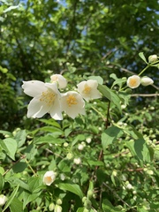 Philadelphus coronarius