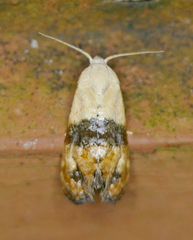 Eugnosta erigeronana