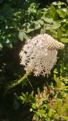 Melanthiaceae