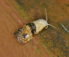 Eugnosta erigeronana