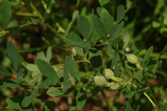 Baptisia nuttalliana