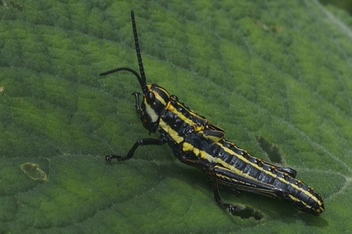 Spotted Locust photo 5