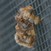 Spun Glass Slug Moth - Photo (c) Monica Krancevic, some rights reserved (CC BY-NC), uploaded by Monica Krancevic