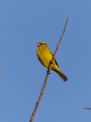 Crithagra sulphurata