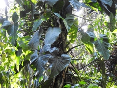 Philodendron smithii