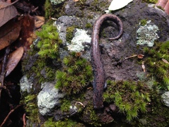 Pseudoeurycea leprosa