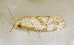 Platphalonidia felix