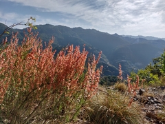 Rumex hastatus
