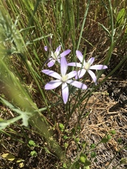 Brodiaea nana