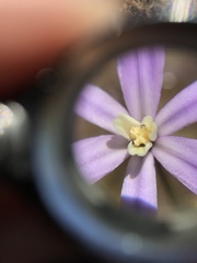 Brodiaea nana