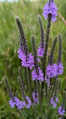 Verbena stricta