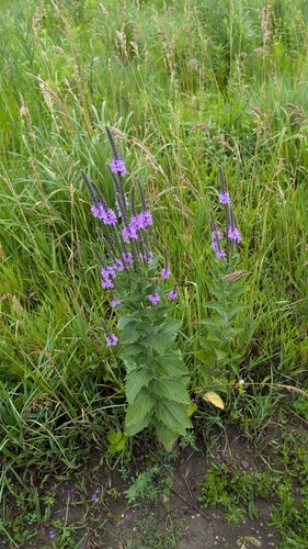 Verbena stricta