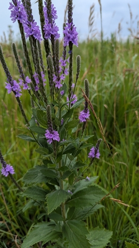 Verbena stricta