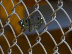 Erebus hieroglyphica