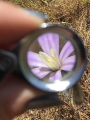 Brodiaea nana
