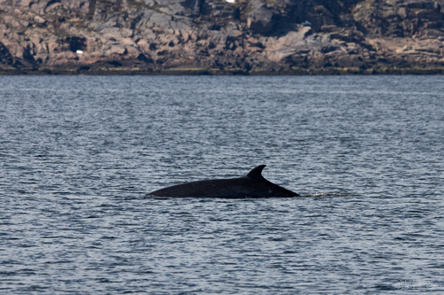 Minke whale