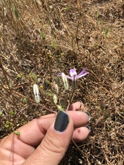 Brodiaea nana