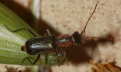 Cyrtosus cyanipennis