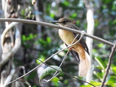 Onychorhynchus coronatus