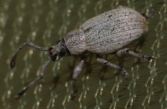 Pseudomeira