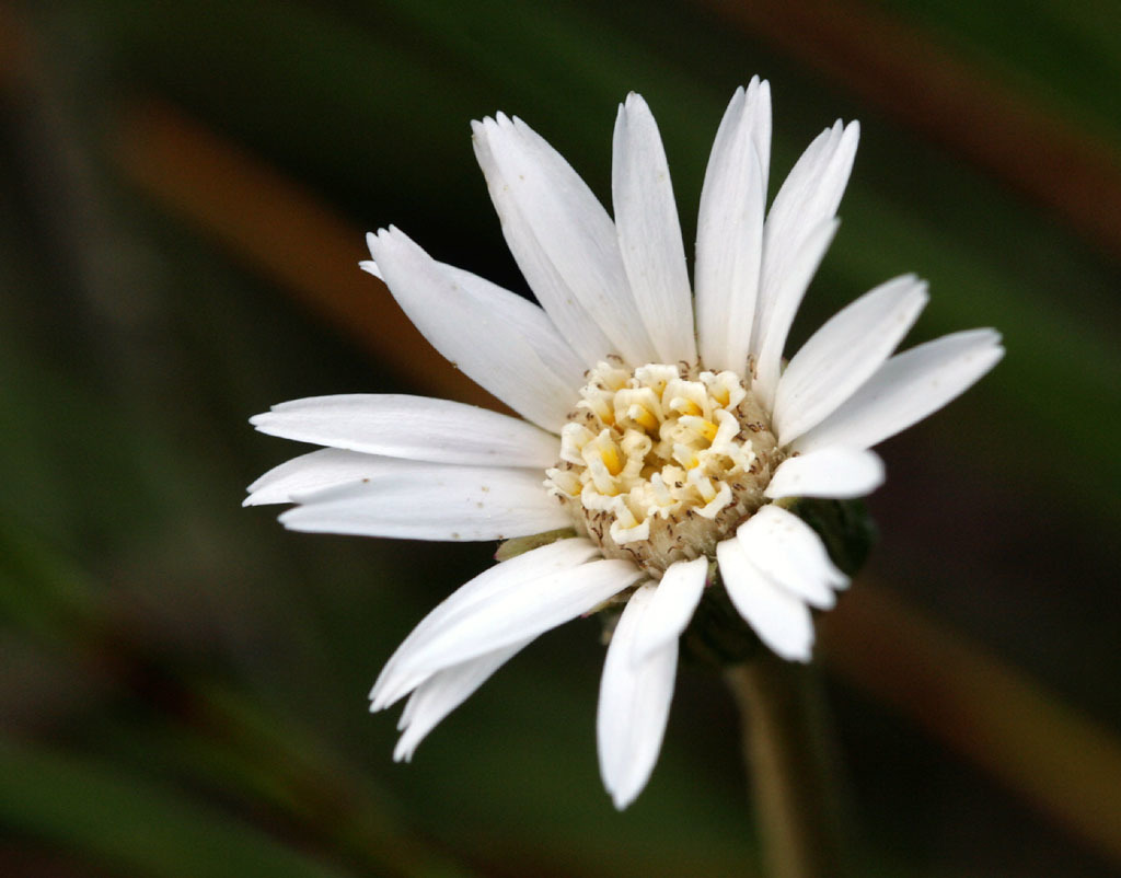 Chaptalia tomentosa